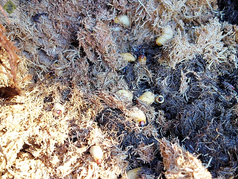 Grupo de larvas en fibras de palmera.jpg